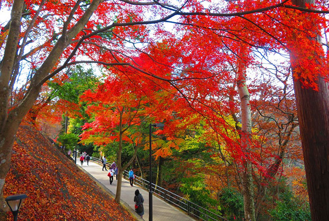Why November is the Best Time to Visit Tokyo • The Petite Wanderess