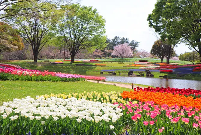 ดอกทิวลิปในสวนสาธารณะอนุสรณ์สถานโคคุเอโชวะคิเนน