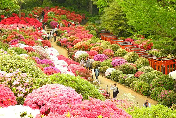 根津神社的杜鹃花