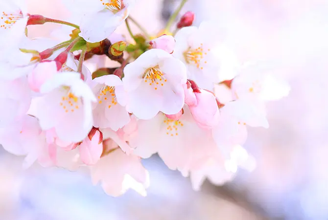 Cherry blossom