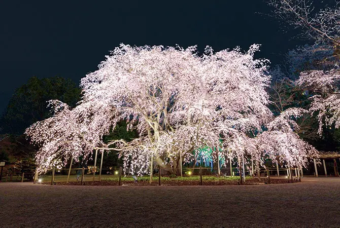 Gate and cherry blossoms in Rikugien Gardens