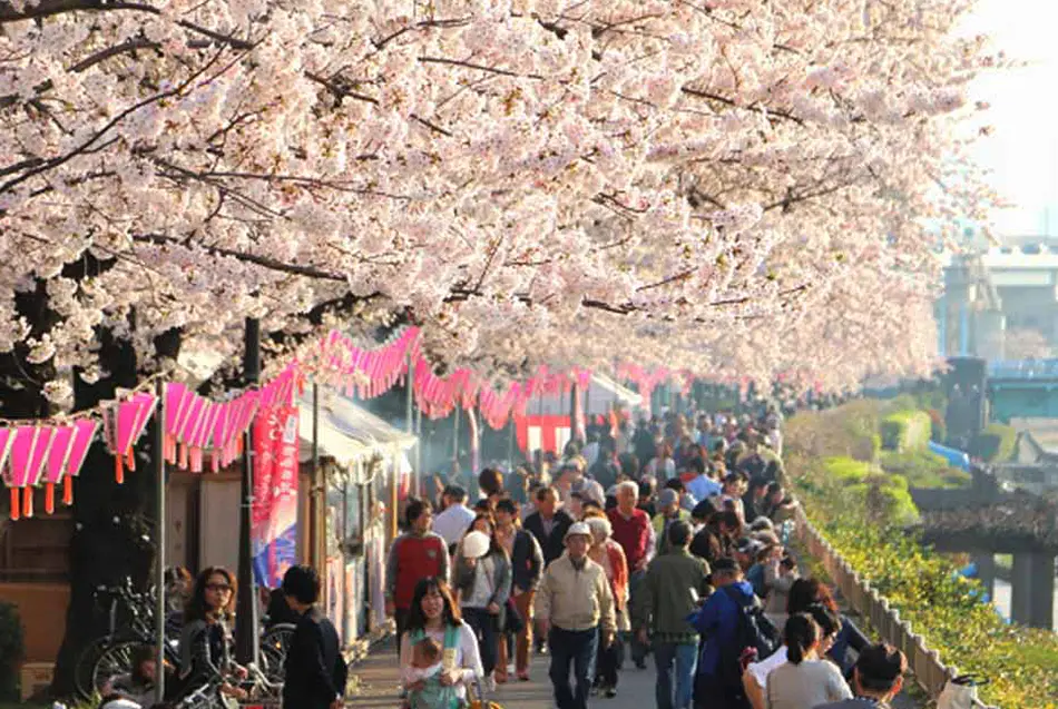 Bokutei Sakura-matsuri Festival