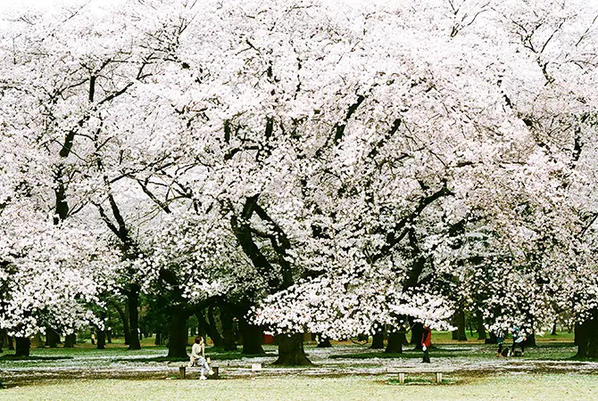 Cherry blossom