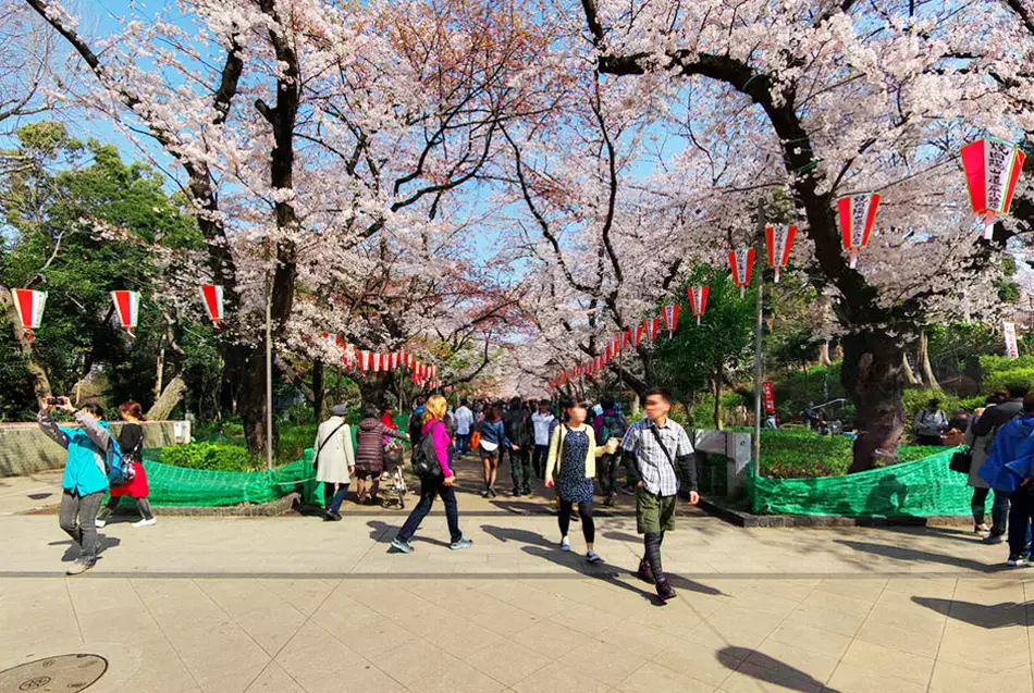 When and where to see cherry blossoms in Tokyo in 2025 | The