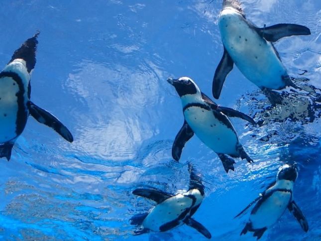 サンシャイン水族館