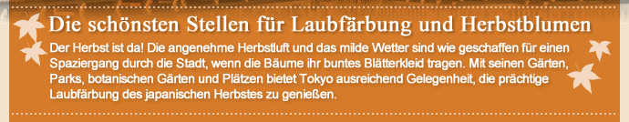 Die schönsten Stellen für Laubfärbung und Herbstblumen Der Herbst ist da! Die angenehme Herbstluft und das milde Wetter sind wie geschaffen für einen Spaziergang durch die Stadt, wenn die Bäume ihr buntes Blätterkleid tragen. Mit seinen Gärten, Parks, botanischen Gärten und Plätzen bietet Tokyo ausreichend Gelegenheit, die prächtige Laubfärbung des japanischen Herbstes zu genießen.