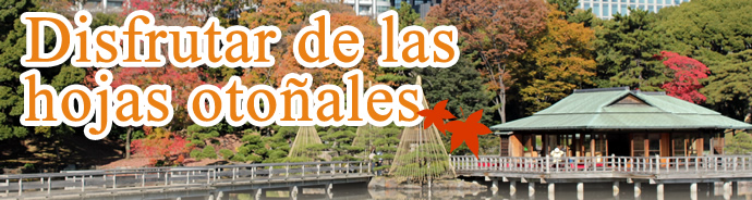 Disfrutar de las hojas otoñales